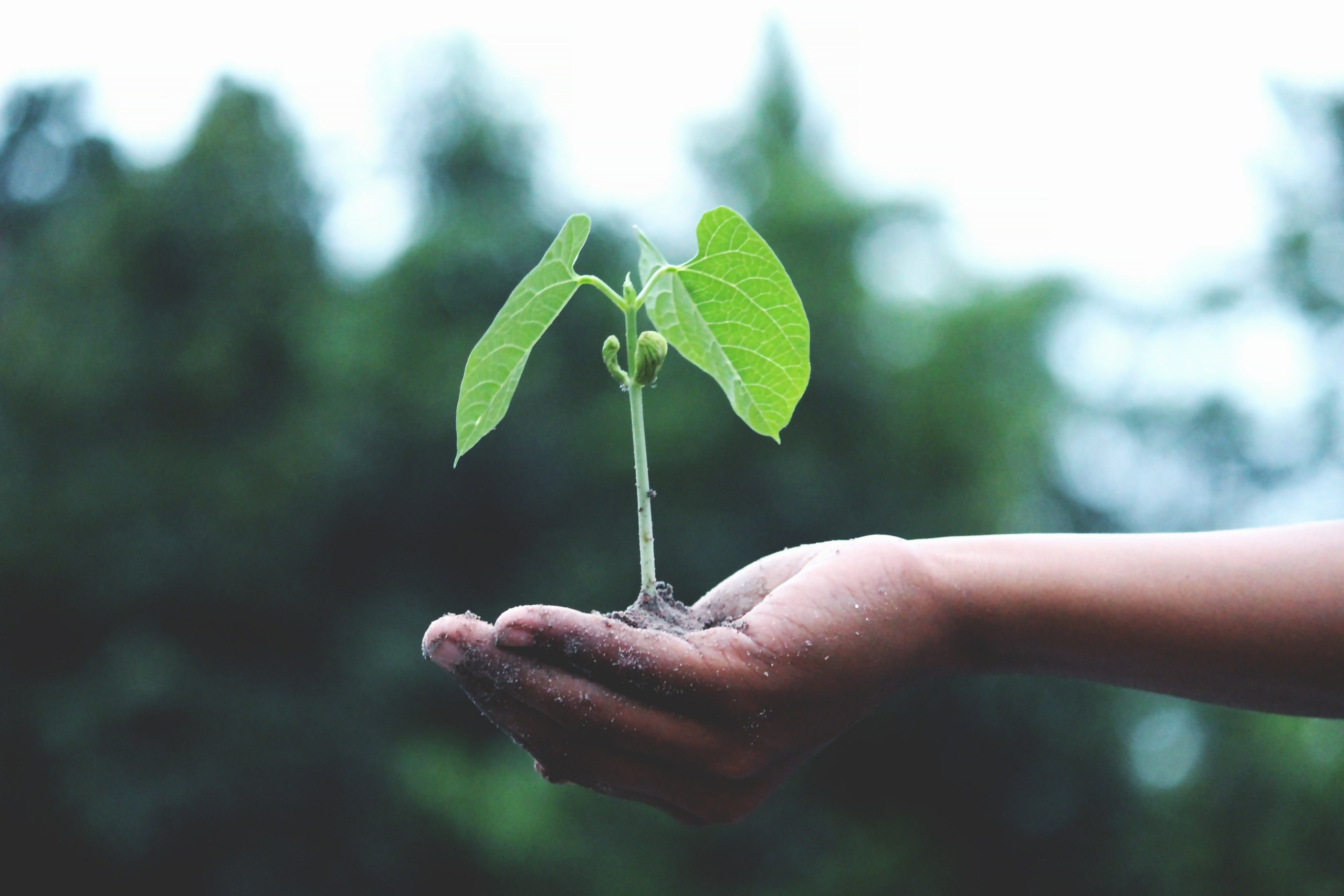 Agriculture Growth Hand 1072824