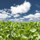 Green Leaves And Blue Sky With Cotton Clouds