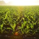 Corn Cropland Crops 96715